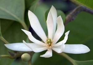 bunga cempaka putih atau kembang kantil