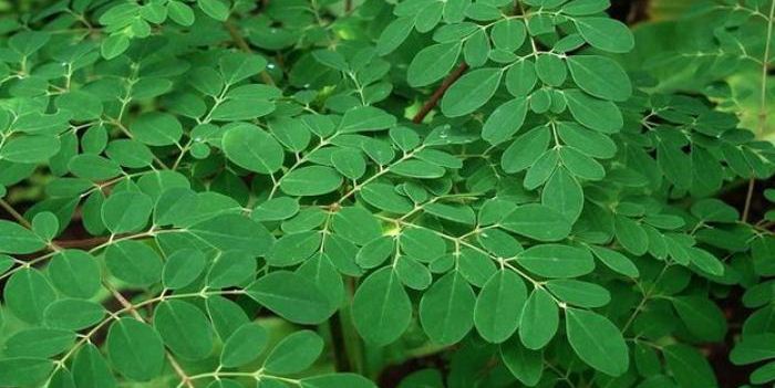 mitos-daun-kelor-manfaat-mistis-daun-kelor